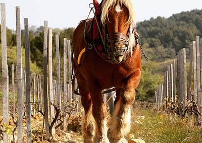 Labour à cheval dans les vignes
