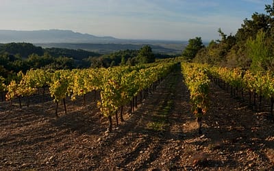 Label HVE: focus sur l’engagement environnemental en viticulture