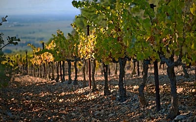 Terra Vitis, label d’excellence en viticulture